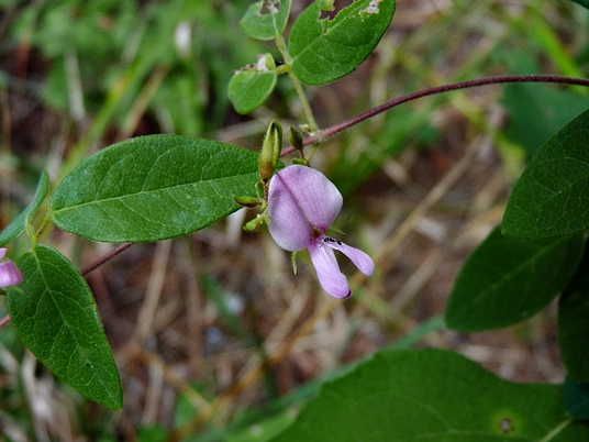 {Galactia volubilis}
